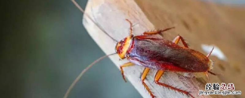房间里有蟑螂怎么办 房间里面有蟑螂怎么处理