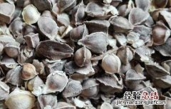 辣木籽可以长期吃吗 辣木籽可以长期吃吗