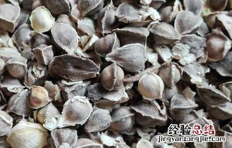 辣木籽可以长期吃吗 辣木籽可以长期吃吗