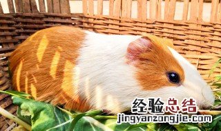荷兰猪怎么养 新手的你需要知道这几点