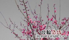 梅花怎么养殖方法和注意事项 梅花怎么养殖方法和注意事项