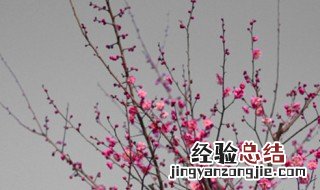 梅花怎么养殖方法和注意事项 梅花怎么养殖方法和注意事项