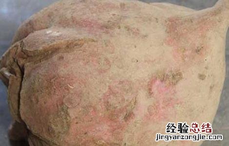 红薯不能和什么一起吃香哈 红薯不能和什么一起吃