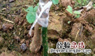嫁接枝条的选择 嫁接枝条的选择与寿命