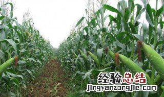 玉米如何使用生根粉 具体方法介绍