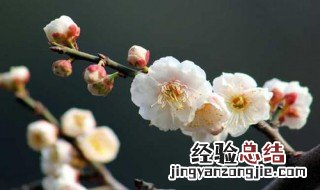 白梅花寓意