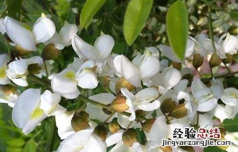 孕妇能吃槐花吗 孕妇能吃槐花吗后期