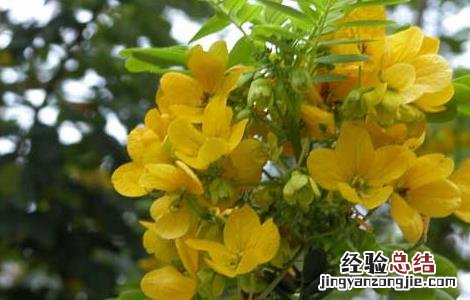 孕妇能吃槐花吗 孕妇能吃槐花吗后期