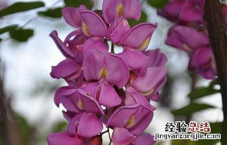 孕妇能吃槐花吗 孕妇能吃槐花吗后期