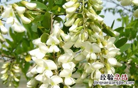 孕妇能吃槐花吗 孕妇能吃槐花吗后期