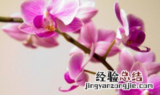 蝴蝶兰家庭养殖方法怎么养 蝴蝶兰家庭养殖方法