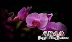 蝴蝶兰花怎么繁殖的 蝴蝶兰花怎么繁殖