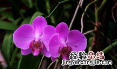 新手如何给蝴蝶兰换盆换土视频 新手如何给蝴蝶兰换盆换土