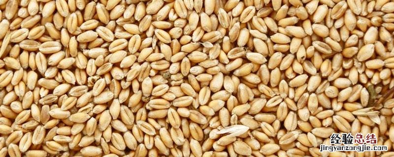 玉米和蚕豆种子的区别 小麦种子和蚕豆种子的区别