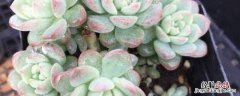 多肉适合什么土壤种植 适合种植多肉的土壤