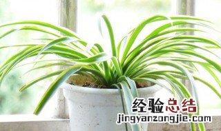 吊兰怎么养殖方法和注意事项 吊兰怎么养殖方法和注意事项