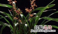 墨兰花怎么养殖方法和注意事项图解 墨兰花怎么养殖方法和注意事项