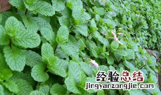 鱼香和薄荷区别 鱼香和薄荷区别是什么