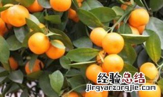 金桔怎么养殖方法和注意事项 金桔怎么养殖方法和注意事项