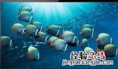 电视挂墙上好还是放电视机柜上好 摆放位置要根据家里的装修情况选择