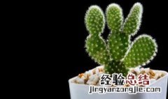 描写沙漠里的仙人掌的句子 沙漠里的仙人掌比喻