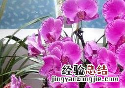 蝴蝶兰怎么养家庭养法秋天 蝴蝶兰怎么养