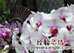 蝴蝶兰怎么养家庭养法秋天 蝴蝶兰怎么养