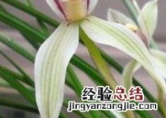兰花怎么养 兰花如何浇水盆栽 兰花怎么养