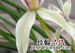 兰花怎么养 兰花如何浇水盆栽 兰花怎么养