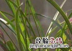 兰花怎么养 兰花如何浇水盆栽 兰花怎么养