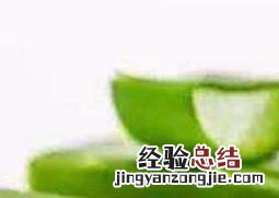 芦荟怎么培养长的好 芦荟怎么养才长得好