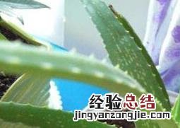 芦荟怎么培养长的好 芦荟怎么养才长得好
