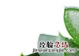 如何用芦荟敷脸 如何用芦荟涂脸