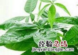 怎样栽培发财树 怎样栽培发财树,发财树怎么种植方法