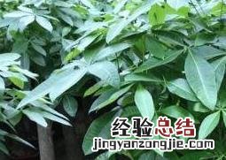 怎样栽培发财树 怎样栽培发财树,发财树怎么种植方法