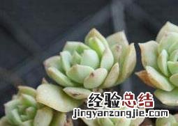 多肉植物怎么养 方法 多肉植物怎么养