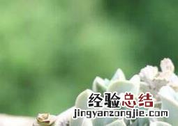 多肉植物怎么养 方法 多肉植物怎么养