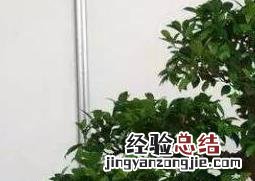 如何制作榕树盆景?榕树盆景的制作方法 如何制作榕树盆景