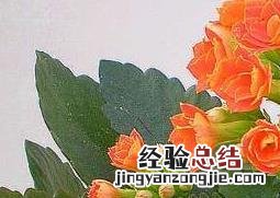 长寿花的养殖方法和注意事项浇水 长寿花的养殖方法