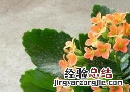 长寿花的养殖方法和注意事项浇水 长寿花的养殖方法