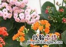 长寿花适合在室内养吗冬天 长寿花适合在室内养吗