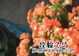长寿花适合在室内养吗冬天 长寿花适合在室内养吗