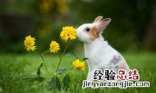 红薯和兔肉可以一起吃吗 红薯和兔肉可以一起吃吗会中毒吗