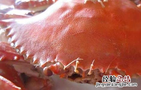 孕妇可以吃梭子蟹吗 孕妇可以吃梭子蟹吗晚期