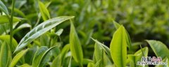 什么是茶多酚? 什么是茶多酚