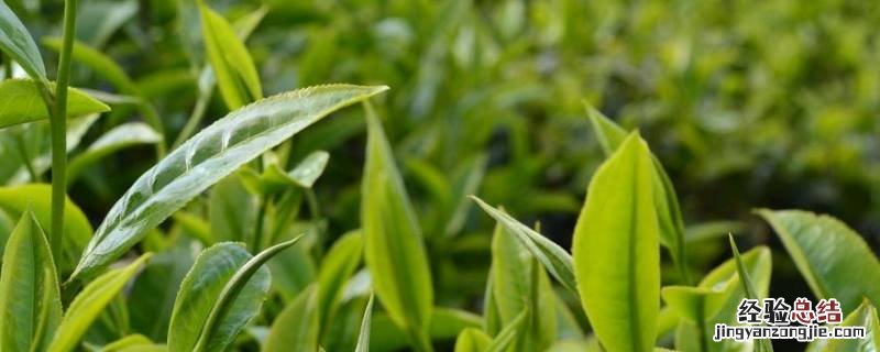 什么是茶多酚? 什么是茶多酚