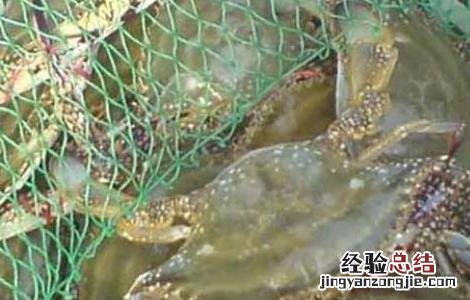 梭子蟹死了能吃吗 梭子蟹死了能吃吗有毒吗