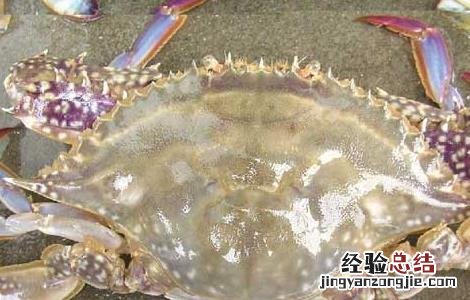 梭子蟹死了能吃吗 梭子蟹死了能吃吗有毒吗