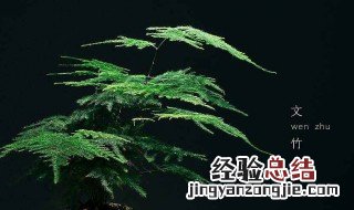 文竹与云竹有什么区别怎么养殖 很多人都不知道