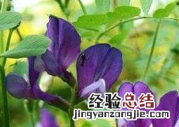 紫花苜蓿图片 紫花苜蓿图片手绘